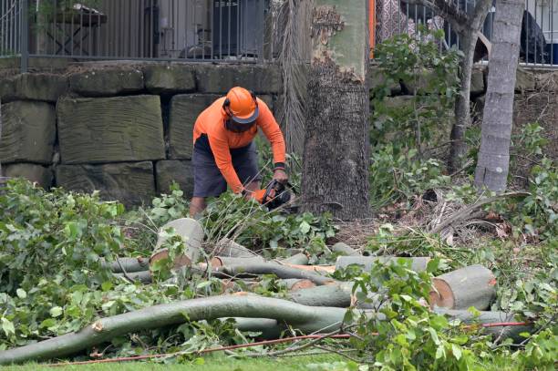 Tree and Shrub Care in Niantic, CT